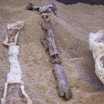 fossil bone material in fossil prep lab