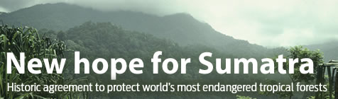 New hope for Sumatra