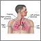 Sistema respiratorio