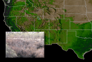 Final animation composite showing both land-based photographs of seasonal vegetation change alongside satellite data of NDVI over the United States.  The animation first starts with photographs of Tamarisk at the Grand Staircase Escalante National Monument in Utah.  These photos then cycle through time showing the changing seasons.  They then pull away to reveal NDVI data over the western U.S.  The NDVI data continues to cycle through the seasons in synchronization with the photos.  Finally, the cycling NDVI data is combined with land cover classification data to create the Tamarisk suitability map.