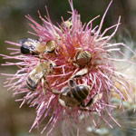 Bees are significant pollinators of most wildflower species.