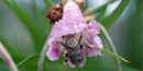 Flowers of the desert willow are perfectly formed for the fat, rounded bodies of bees.
