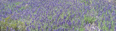 Big Bend bluebonnets