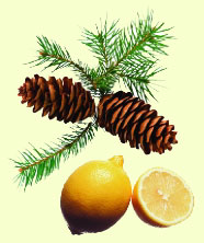 pine cones and lemons