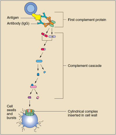 The interlocking steps of the complement cascade end in cell death.