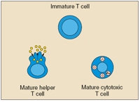 An immature T cell, a mature helper T cell, and a mature cytotoxic T cell.
