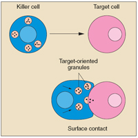 Killer cell makes contact with target cell, trains its weapons (target-oriented granules) on the target, then strikes.