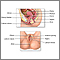 Anatomía reproductiva femenina