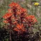 Paintbrush on BLM-administered public lands near Rock Springs, Wyoming.