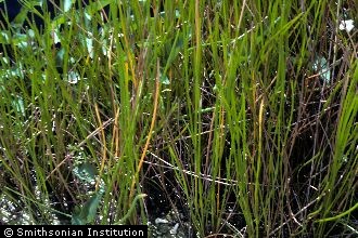 Photo of Eleocharis dulcis (Burm. f.) Trin. ex Henschel