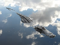 Photo of an alligator swimming with a cloudy sky reflected in the water.