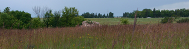 Prairie landscape view of big blue stem grass