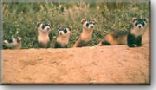 Black-Footed Ferrets photo