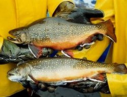 Coaster Brook Trout