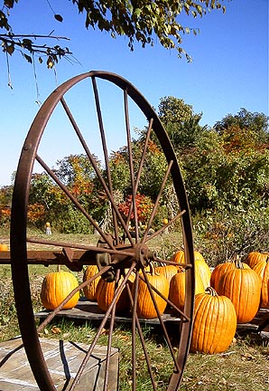 Harvest Pumpkins in Simsbury, Connecticut