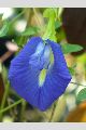 View a larger version of this image and Profile page for Clitoria ternatea L.