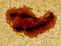 Extreme closeup of a sunspot from TRACE spacecraft