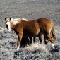 Wild horses on the Salt Wells Herd Management Area near Rock Springs, Wyoming.