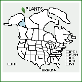 Distribution of Artemisia rupestris L.. . 