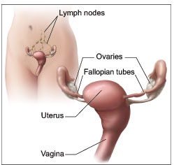 This picture is of the ovaries and nearby organs.