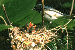 black-throated blue warbler