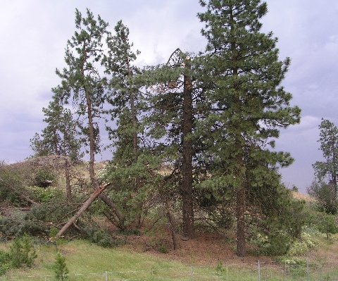 Tree top snapped off