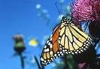 Photo of a monarch butterfly - Photo credit:  U.S. Fish and Wildlife Service / Allen Montgomery