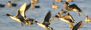 Photo of pintail ducks - Photo credit:  U.S. Fish and Wildlife Service / Wyman Meinzer