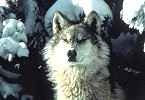 Photo of a gray wolf - Photo credit:  U.S. Fish and Wildlife Service / Tracy Brooks - Mission Wolf