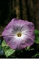 View a larger version of this image and Profile page for Ipomoea tricolor Cav.