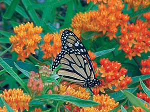 Asclepias tuberosa