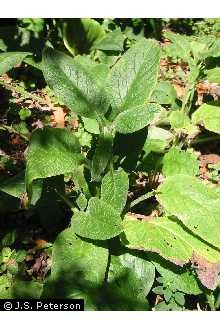 Photo of Borago officinalis L.