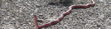 The western coachwhip, or red racer, is a commonly seen snake