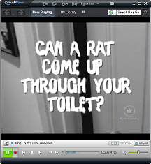 Rat prevention video tips