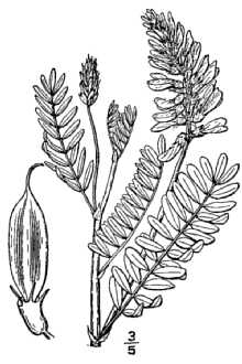 Line Drawing of Astragalus bisulcatus (Hook.) A. Gray