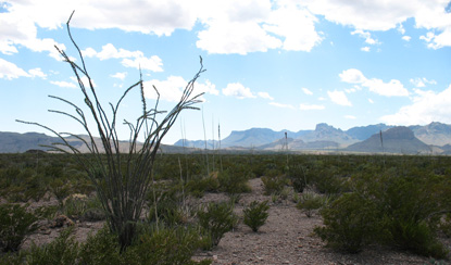 Desert view toward the Chisos Mountains