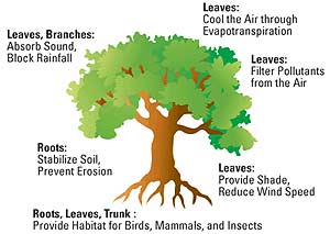 Vegetation in urban landscapes enhances community livability by improving air quality and reducing summertime temperatures. This graphic shows that trees can absorb sound and block rainfall, cool the air through evapotranspiration, filter pollutants from the air, provide shade, reduce wind speed, provide a habitat for animals, and stabilize soil.