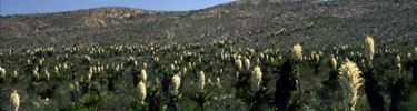 Giant dagger yuccas blooming at Dagger Flat