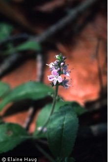 Photo of Veronica officinalis L.