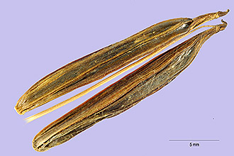 Photo of Myrrhis odorata (L.) Scop.