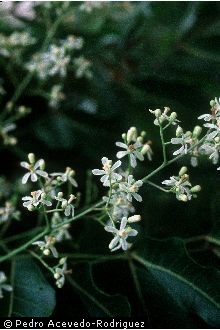 Photo of Azadirachta indica A. Juss.