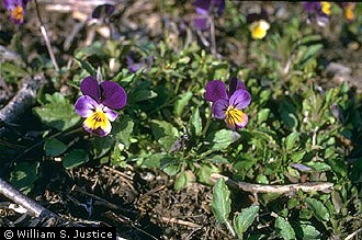 Photo of Viola tricolor L.