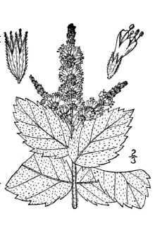 Line Drawing of Mentha ×villosa Huds. (pro sp.) [spicata × suaveolens]