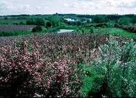 Photo of a wildlife food plot with a variety of plants that furnish food for wildlife.