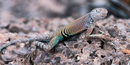 Southwestern Earless Lizard