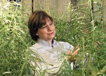 Janet Cushman examines species of fast-growing switchgrass