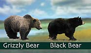 Bear identification image shows a black bear standing next to a grizzly.