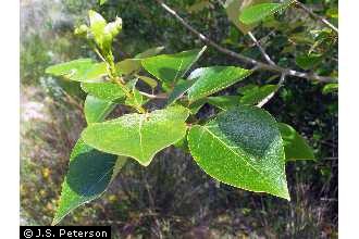 Photo of Populus balsamifera L. ssp. trichocarpa (Torr. & A. Gray ex Hook.) Brayshaw