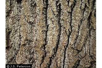 Photo of Populus balsamifera L. ssp. trichocarpa (Torr. & A. Gray ex Hook.) Brayshaw