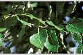 View a larger version of this image and Profile page for Populus balsamifera L. ssp. trichocarpa (Torr. & A. Gray ex Hook.) Brayshaw